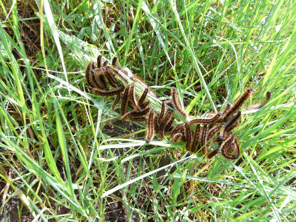 Gruppo di bruchi di Malacosoma cfr. castrense (Lasiocampidae)